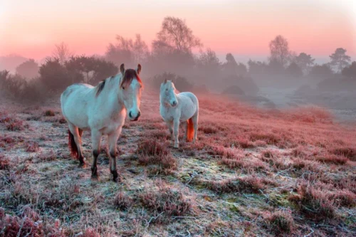 New Forest Winter Wander